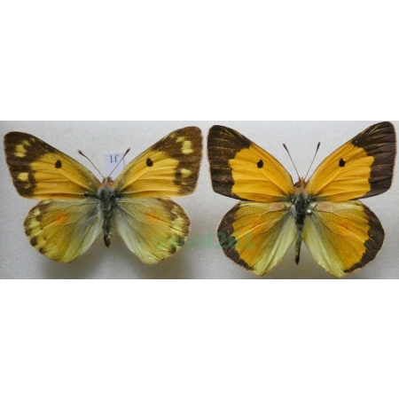 Colias croceus (Geoffroy, 1785) pair Szlaczkoń sylwetnik Czech1f